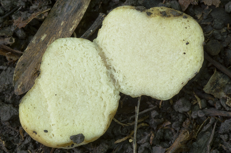 Arcangeliella stephensii